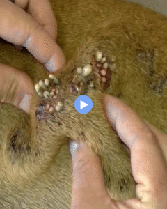 10 Favorite Dog Hobbies: Fun Activities Your Pup Will Love