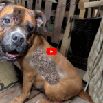 Dog Foot (Paw) Infections – Causes, Symptoms & Care