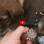 Dog Mango Worms and Botflies: Identification, Risks, and Treatment