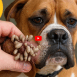 Dog Botfly (Cuterebra) Treatment: A Complete Guide for Pet Owners