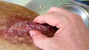 Mango Worms: Causes, Symptoms, Treatment, and Prevention