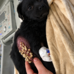 Rescued From the Dirty Drain