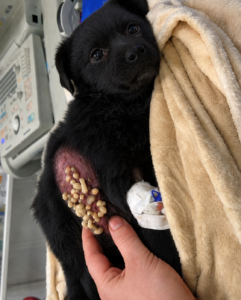 Rescued From the Dirty Drain