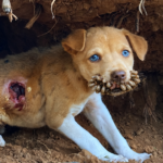 Stray puppy in a hidden burrow rescue