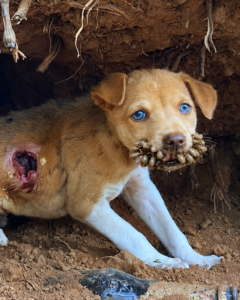 Stray puppy in a hidden burrow rescue