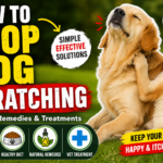 How to Stop Dog Scratching: Causes, Home Remedies, and Effective Treatments