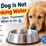 My Dog Is Not Drinking Water: Causes, Signs & What to Do