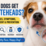Can Dogs Get Whiteheads? Causes, Symptoms, Treatment & Prevention