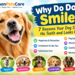 Why Do Dogs Smile? 7 Reasons Dogs Show Their Teeth